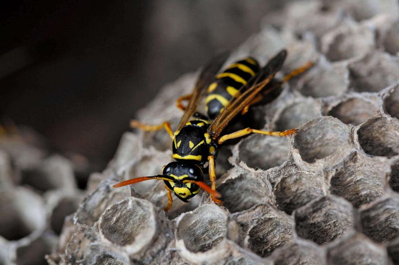 Paper Wasp