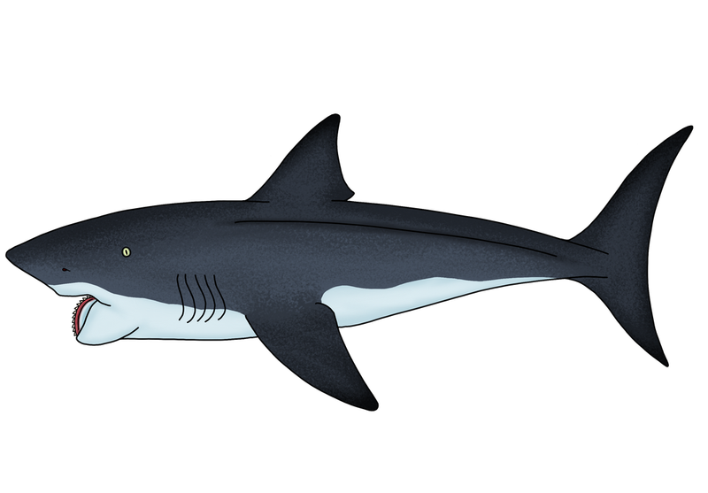 Parahelicoprion