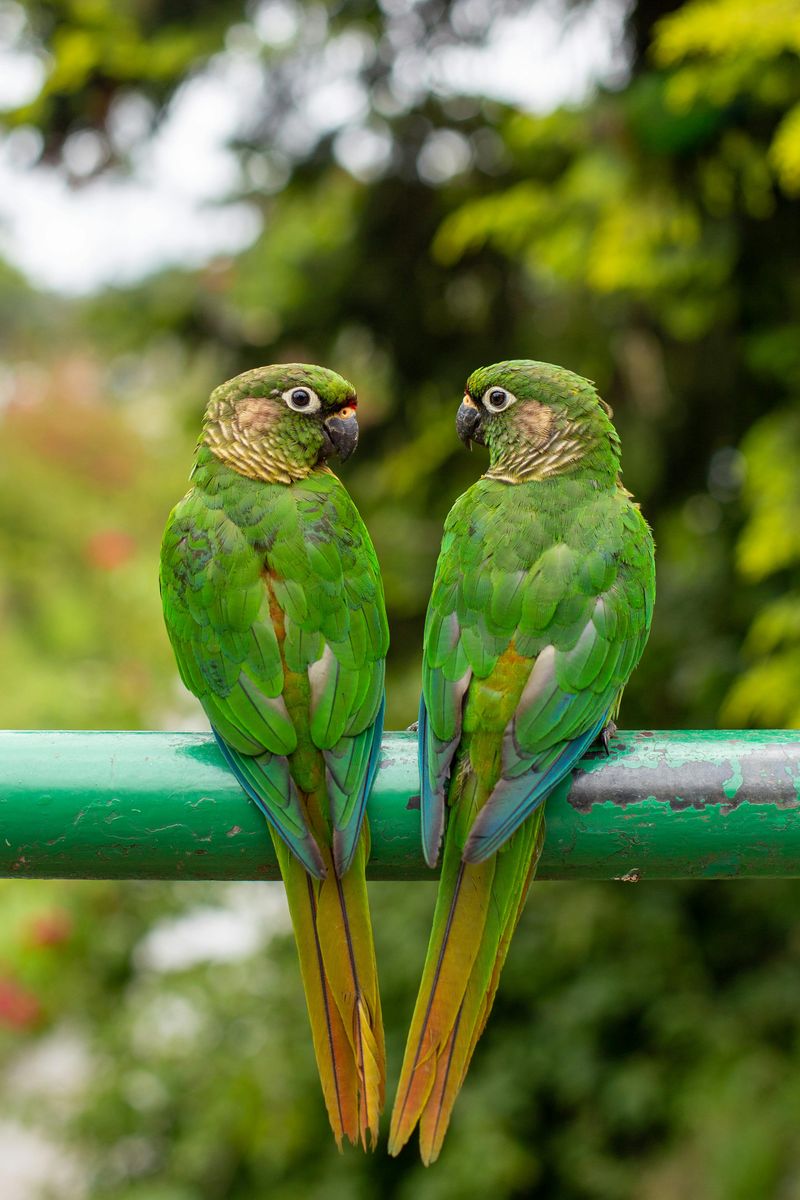 Parakeets