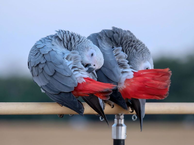 Parrot Communication Skills