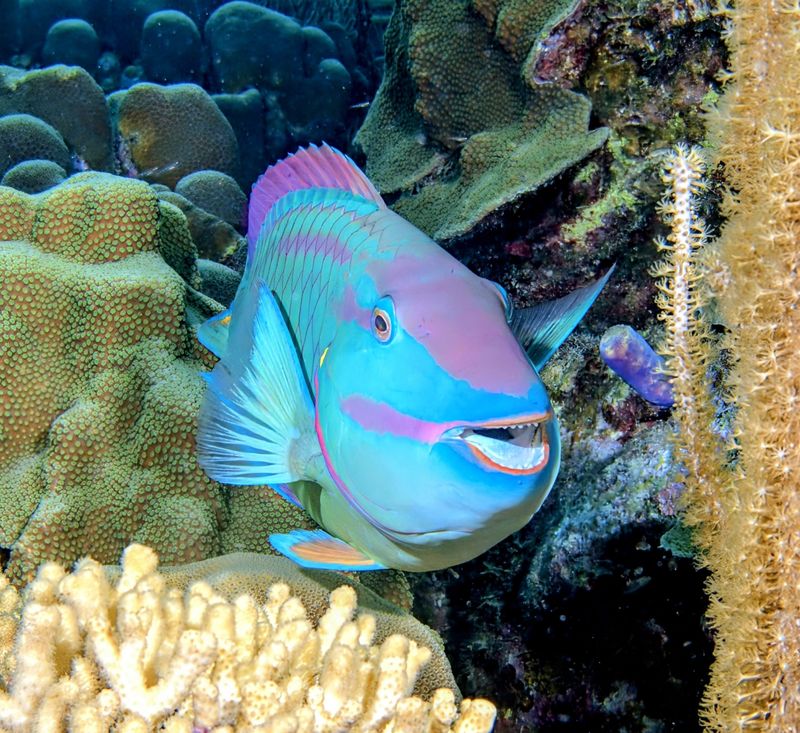 Parrotfish