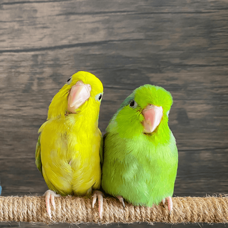 Parrotlet