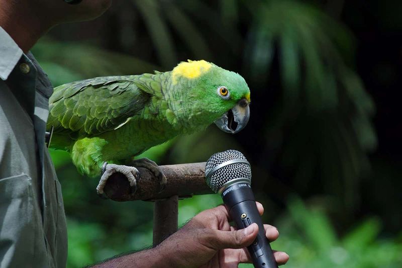 Parrots Mimicking Human Speech