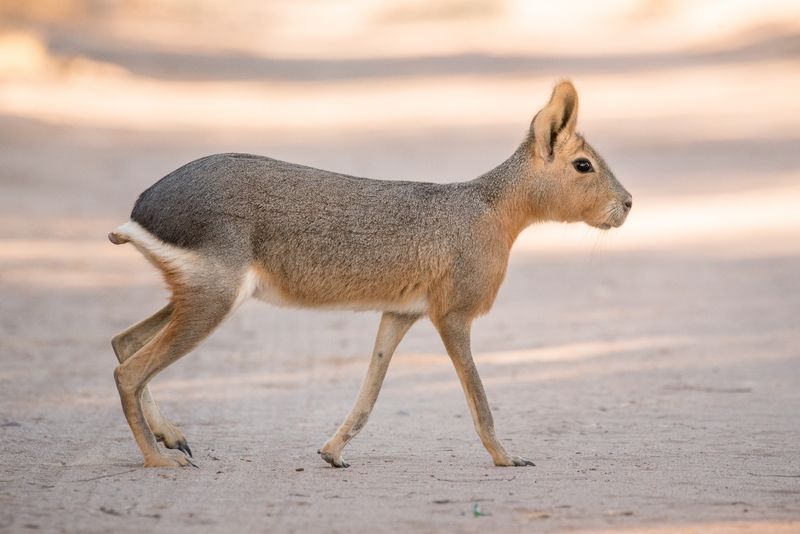 Patagonian Mara