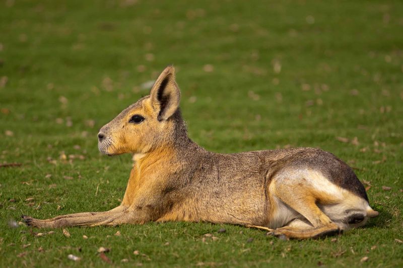 Patagonian Mara