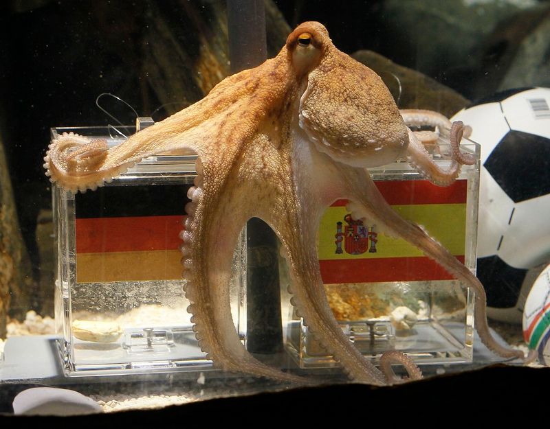 Paul the Octopus