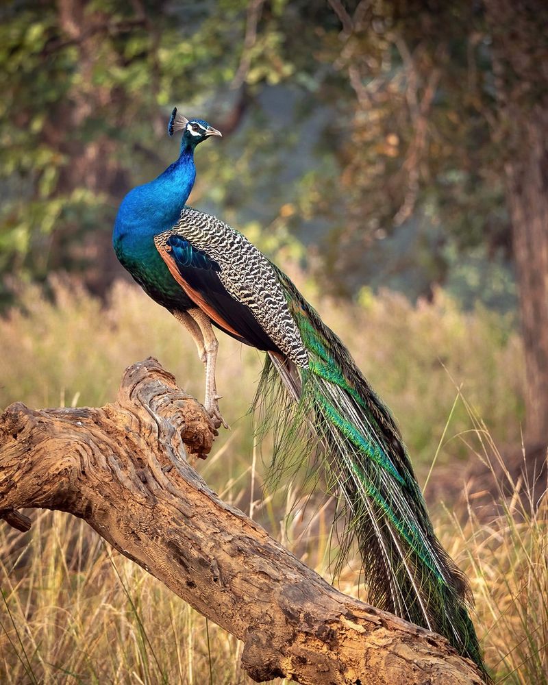 Peacock