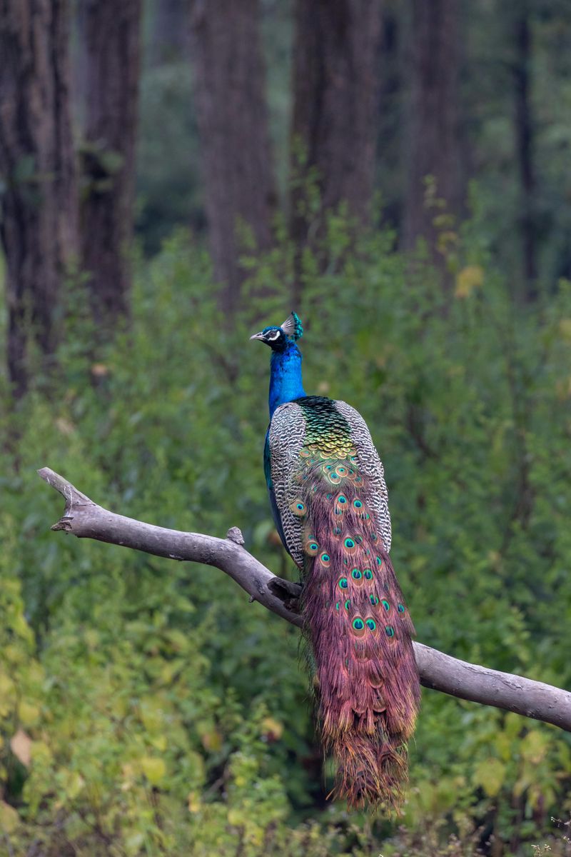 Peacock