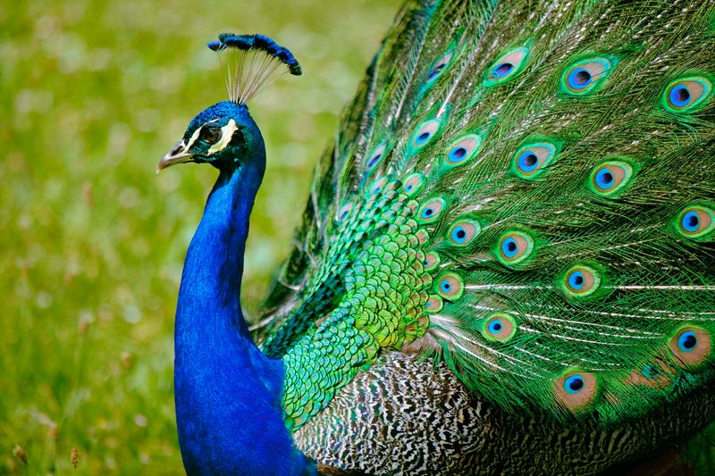 Peacock