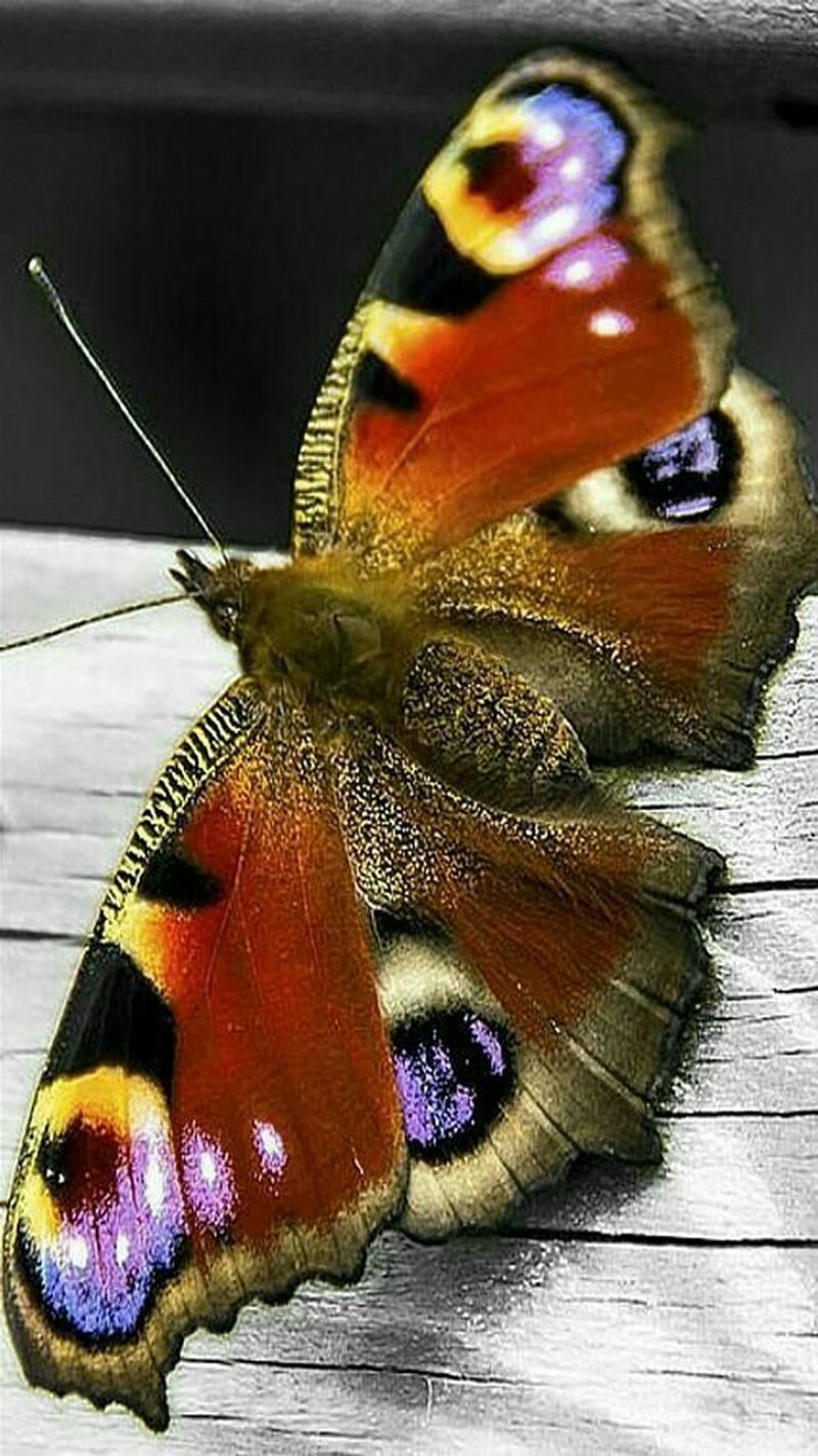 Peacock Butterfly