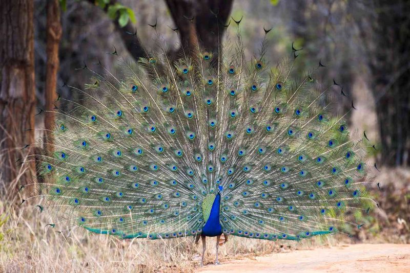 Peacock Feathers