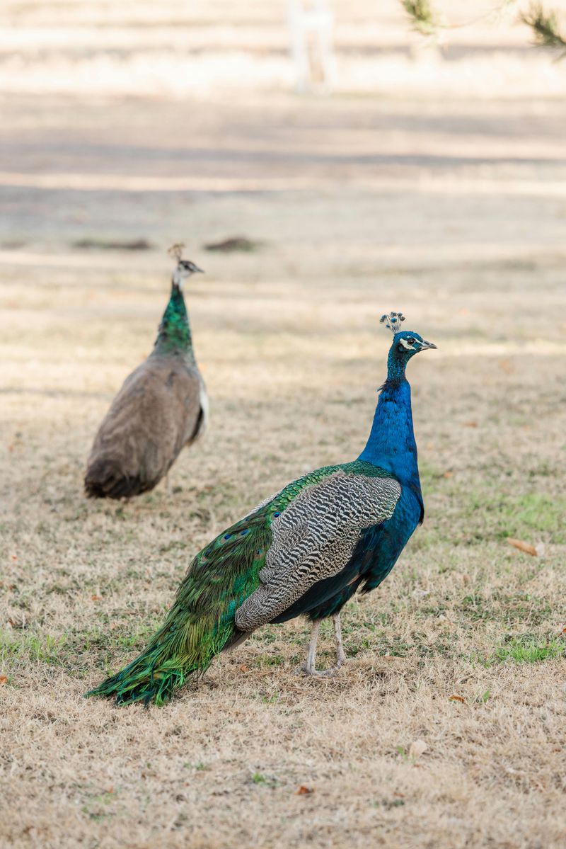 Peacocks