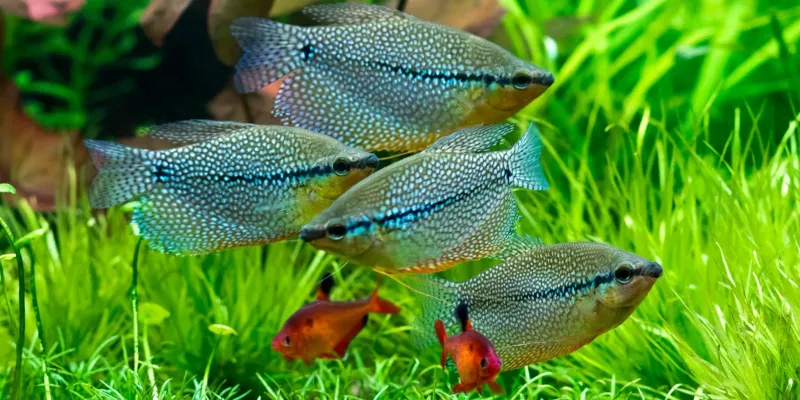 Pearl Gourami