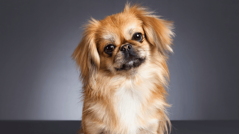 Pekingese