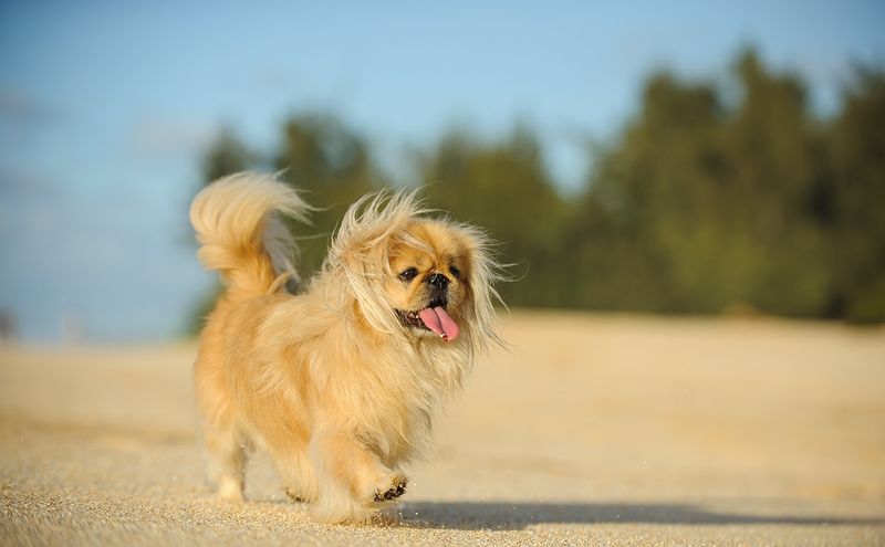 Pekingese