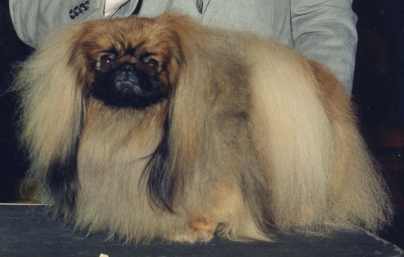 Pekingese