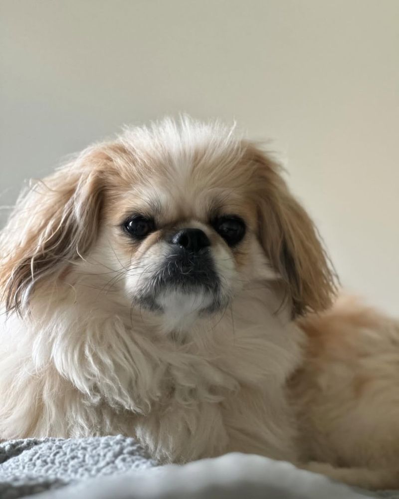 Pekingese