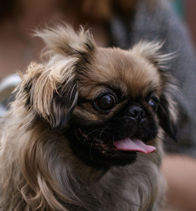 Pekingese