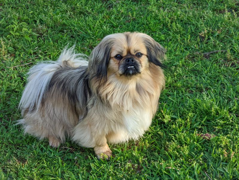 Pekingese