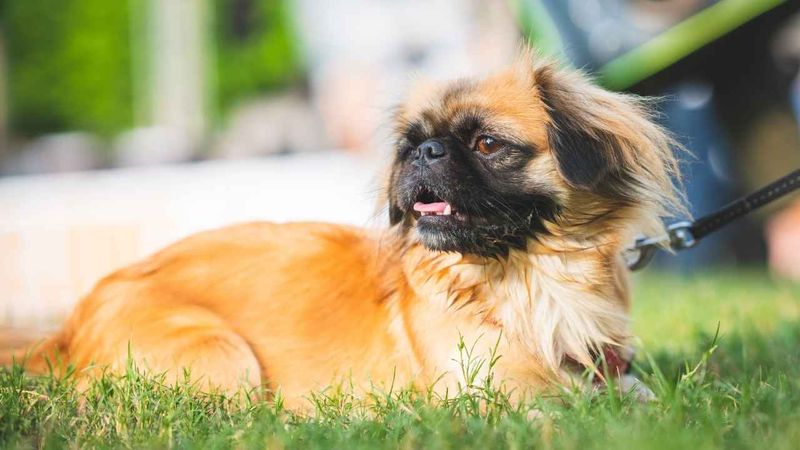 Pekingese