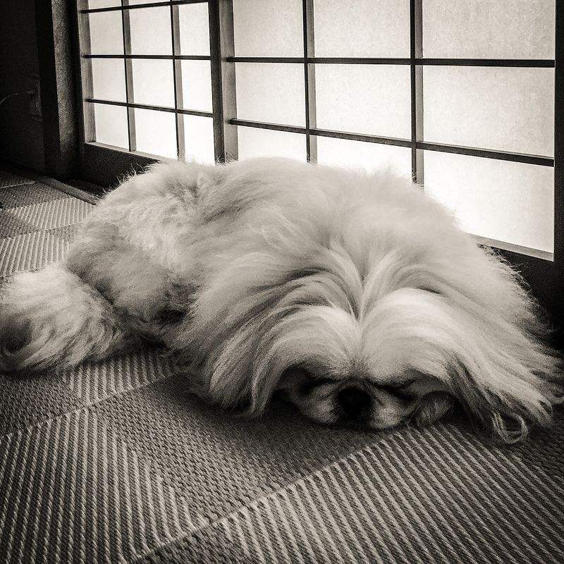 Pekingese