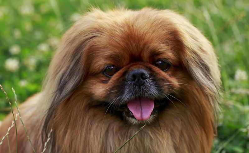 Pekingese