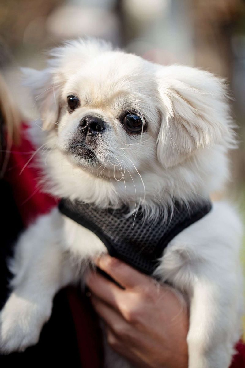 Pekingese