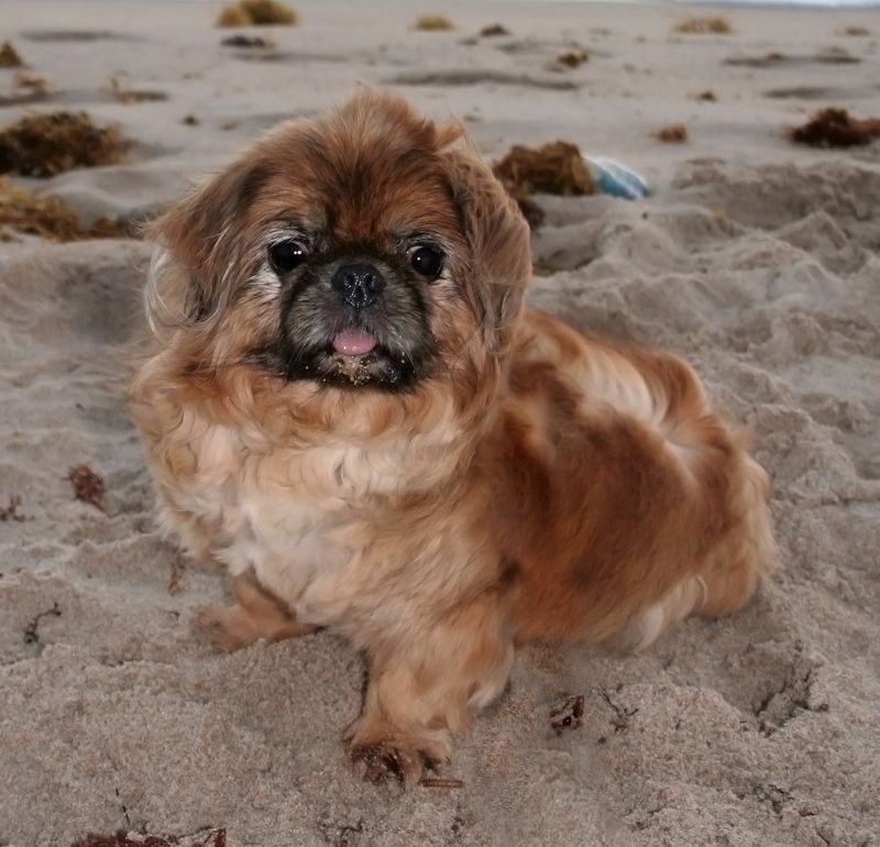 Pekingese