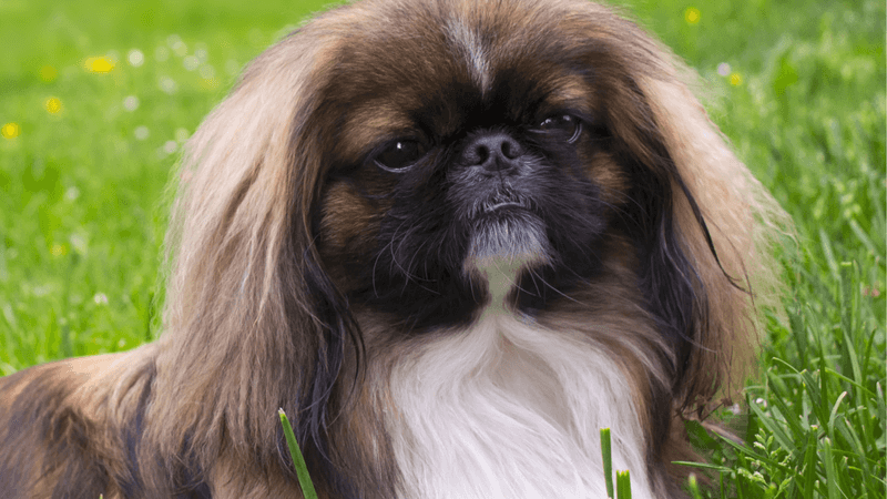 Pekingese