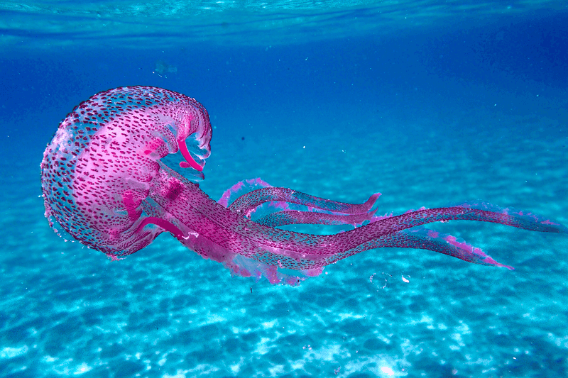 Pelagia Noctiluca