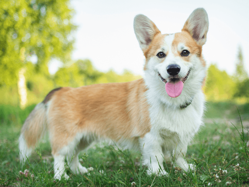 Pembroke Welsh Corgi