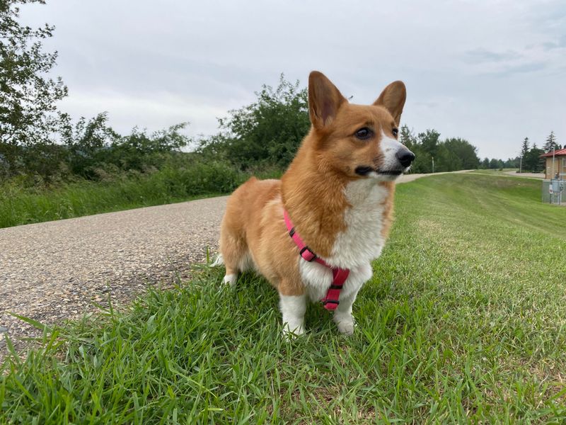 Pembroke Welsh Corgi