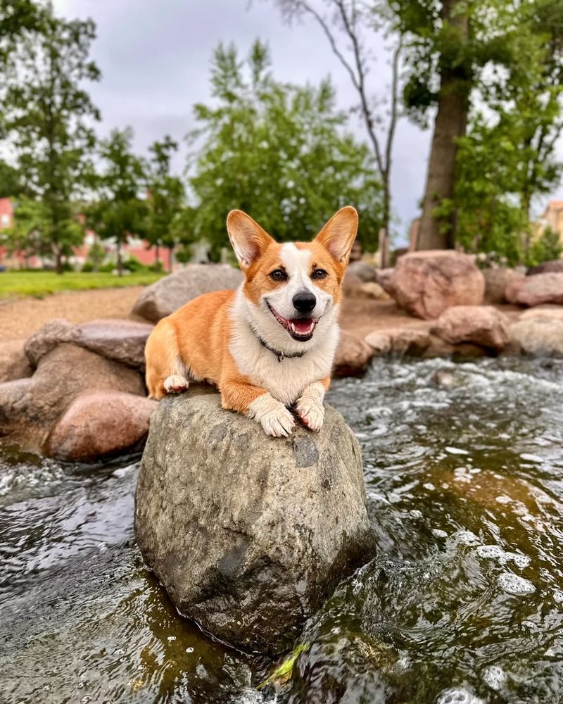 Pembroke Welsh Corgi