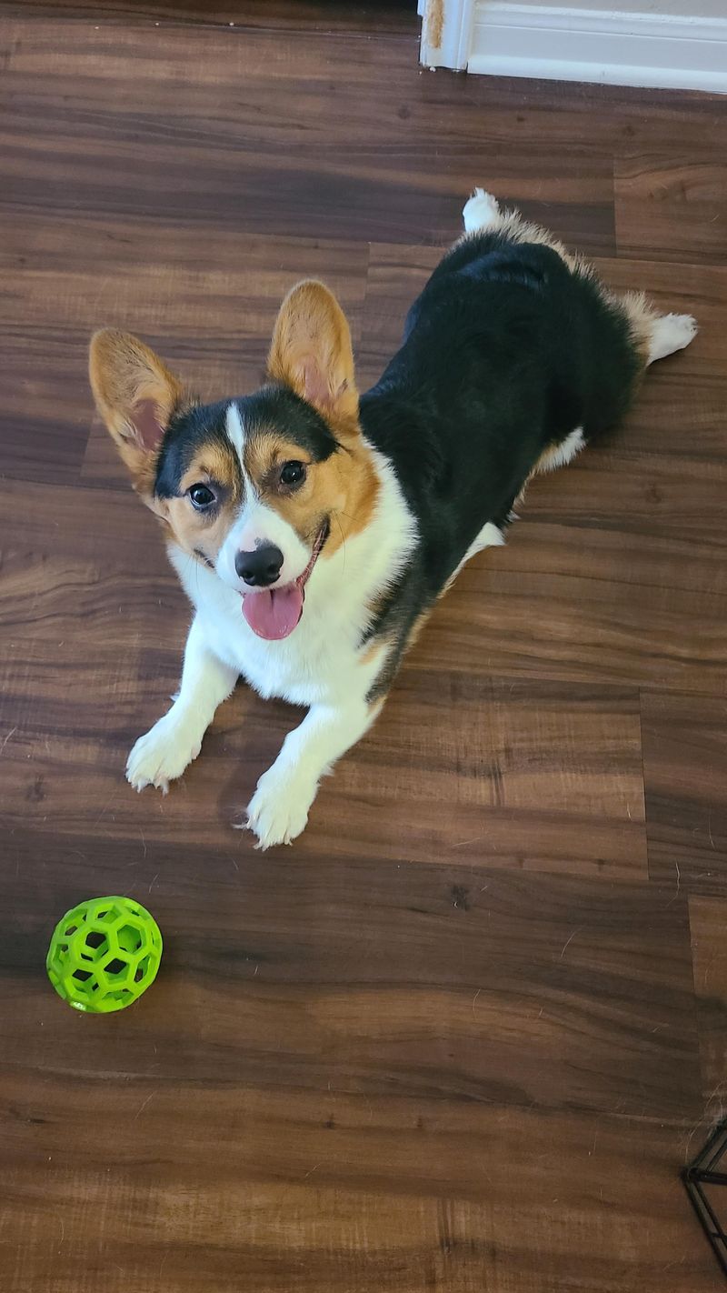 Pembroke Welsh Corgi