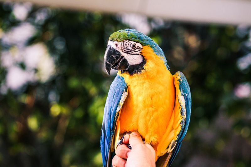 Penelope the Parrot