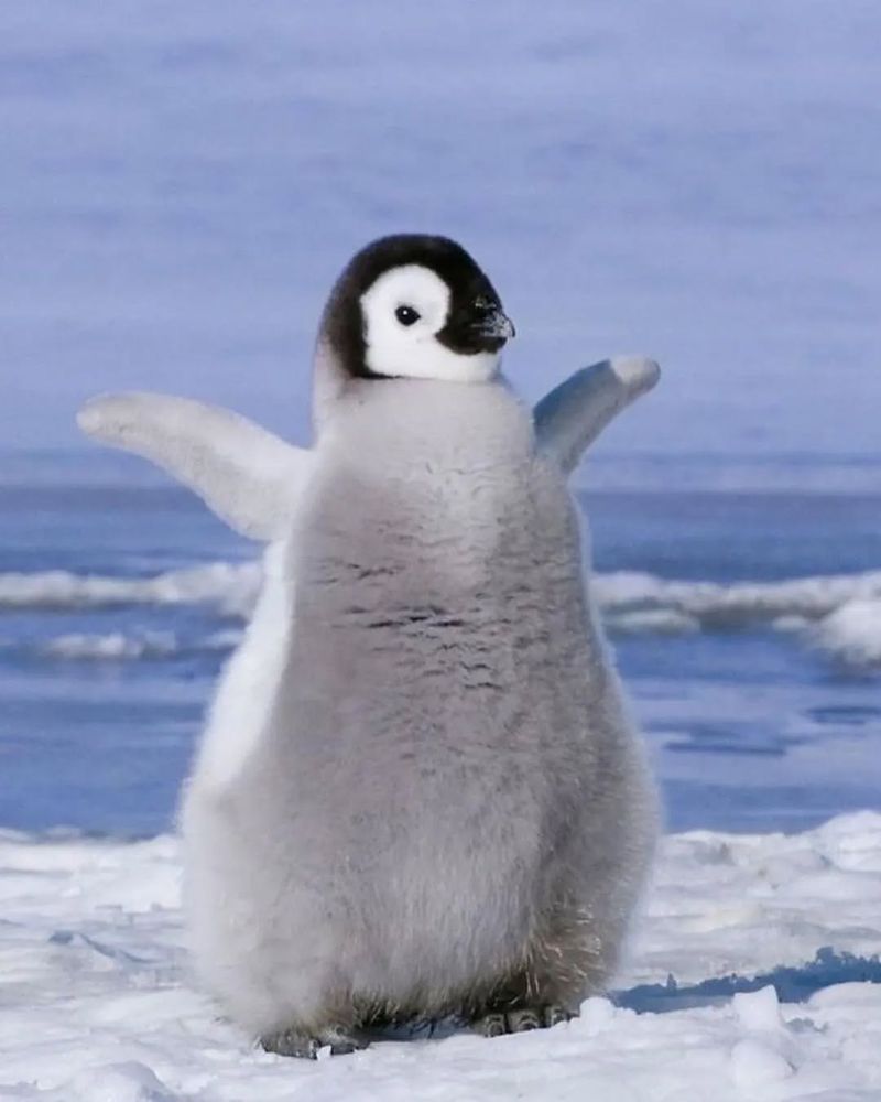 Penguin