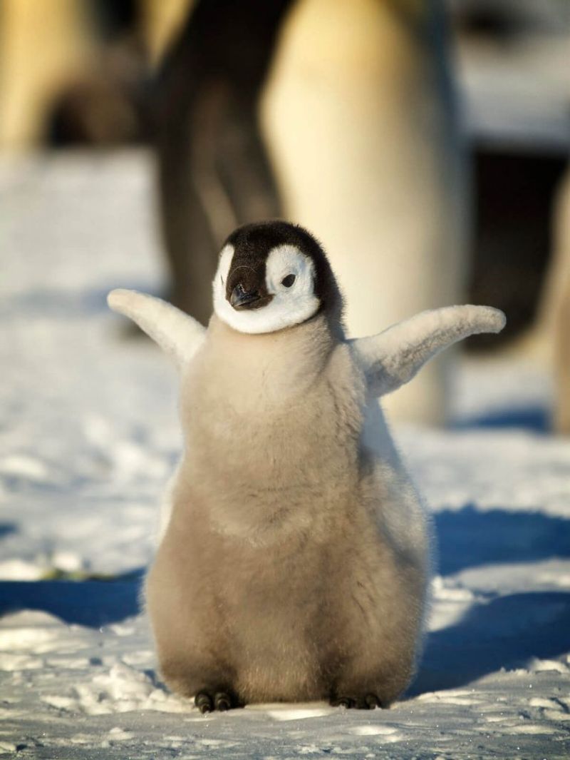 Penguin Chick