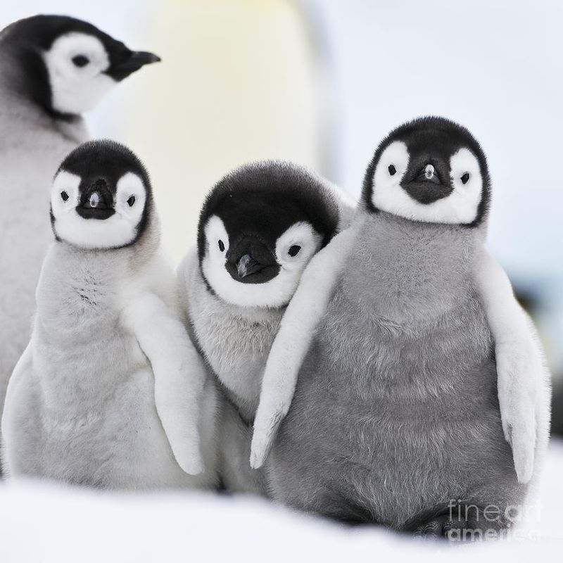 Penguin Chicks