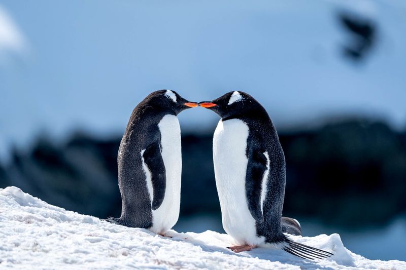 Penguin Love Rituals