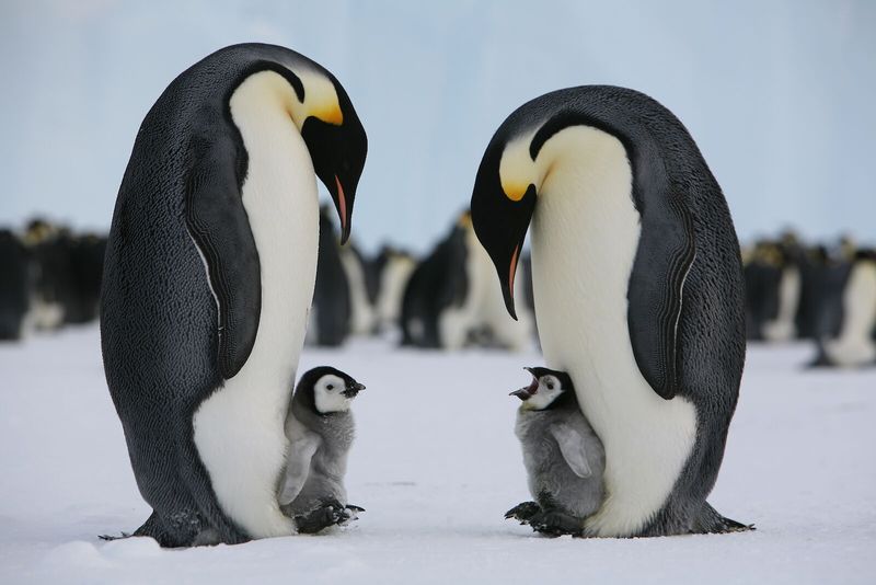 Penguin Parenting