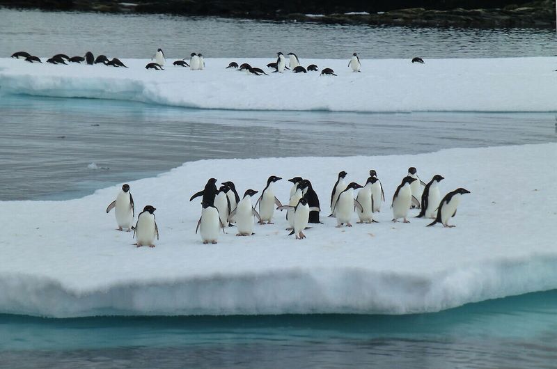 Penguin Population Declines in Antarctica