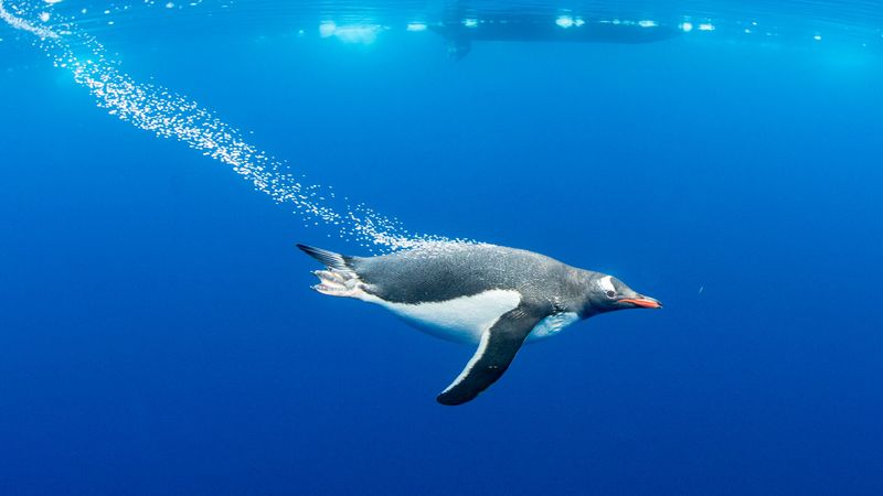 Penguin Underwater Speed