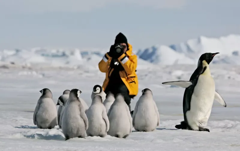 Penguin Watching in Antarctica