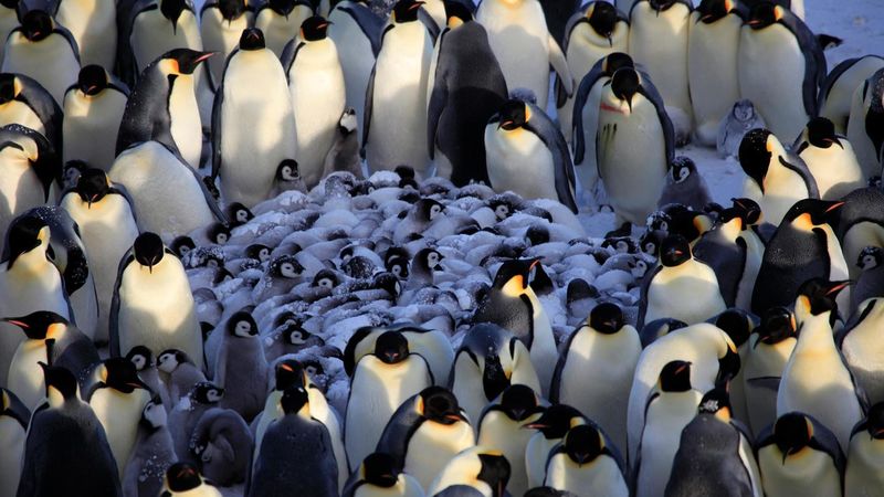 Penguins' Mysterious Huddles