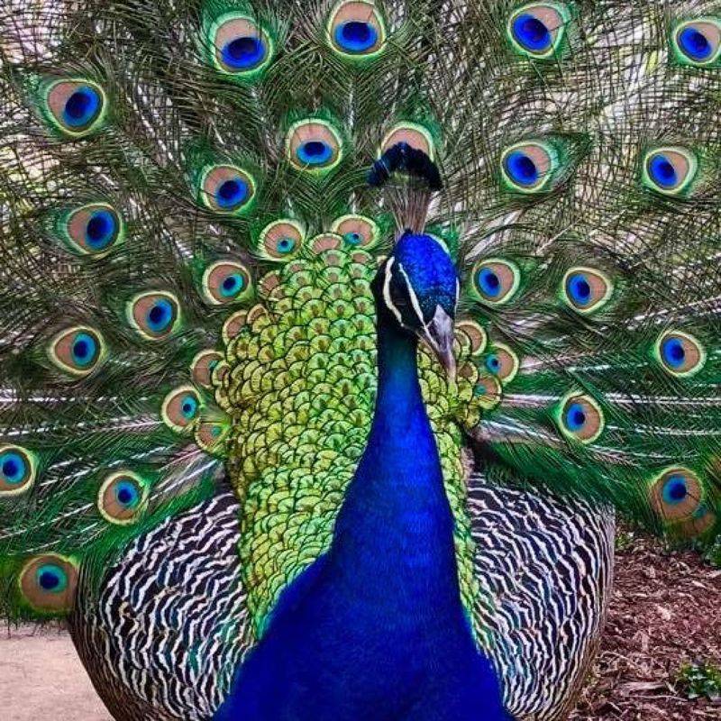 Percy the Peacock