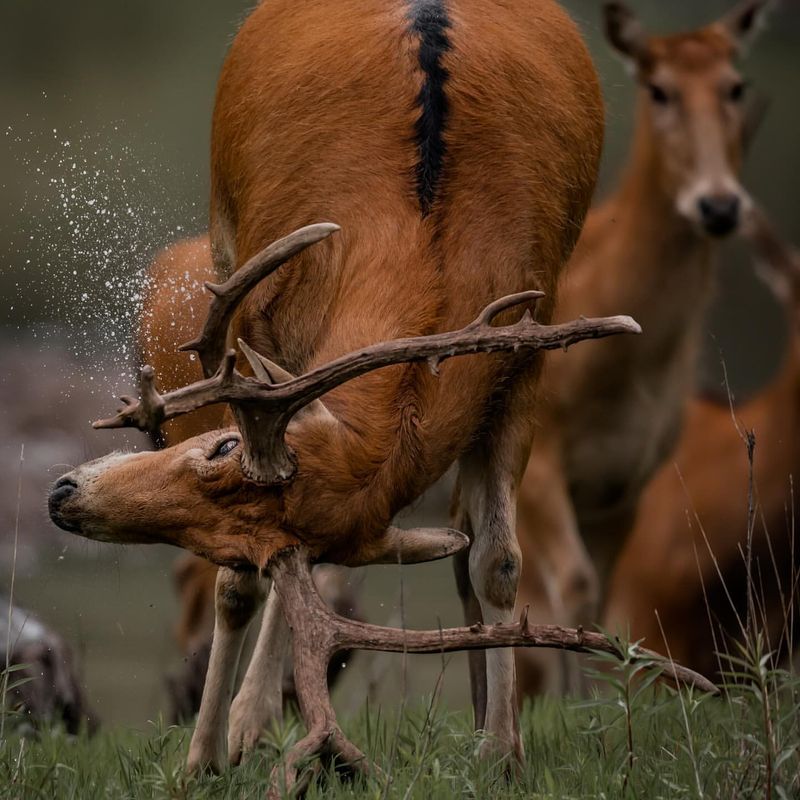 Père David's Deer