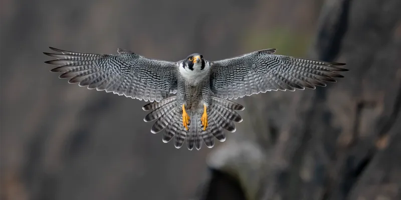 Peregrine Falcon