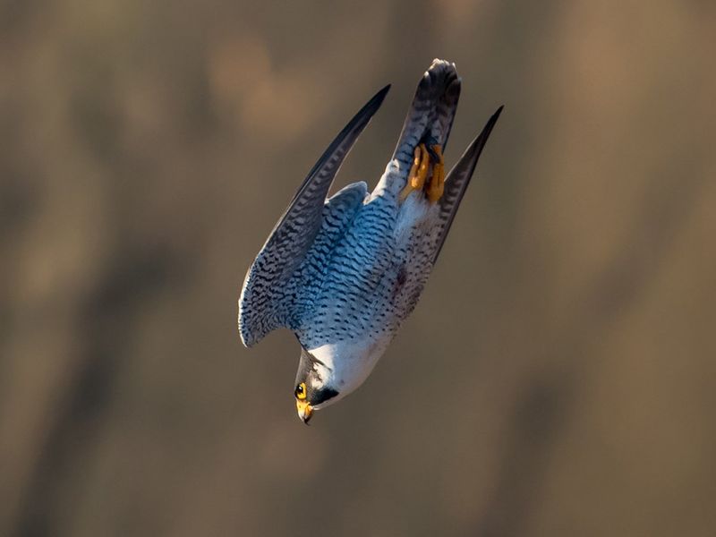 Peregrine Falcon