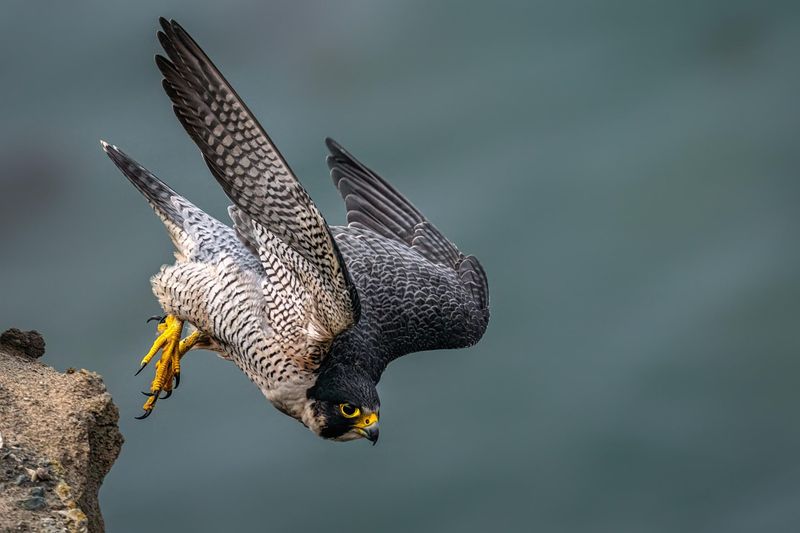 Peregrine Falcon's Speed