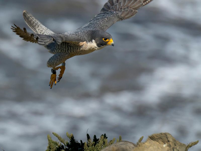 Peregrine Falcon